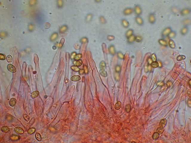 Galerina marginata (Batsch) K�hner